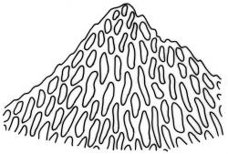 Camptochaete arbuscula var. arbuscula. Apex of branch leaf. Drawn from J. Child 5528, CHR 428525.
 Image: R.C. Wagstaff © New Zealand Institute for Bioeconomy Science 2026 CC-BY 3.0 NZ